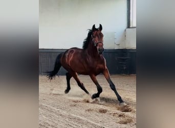 Deutsches Sportpferd, Hengst, 2 Jahre, 170 cm, Brauner