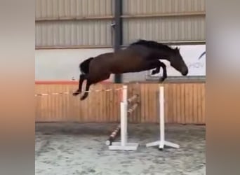 Deutsches Sportpferd, Hengst, 2 Jahre, 170 cm, Brauner