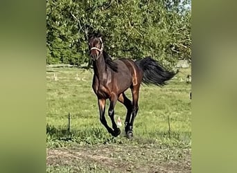 Deutsches Sportpferd, Hengst, 2 Jahre, 170 cm, Dunkelbrauner