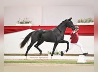 Deutsches Sportpferd, Hengst, 2 Jahre, 170 cm, Rappe