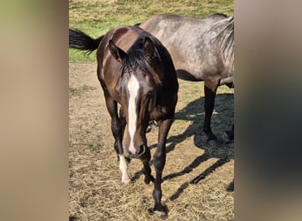 Deutsches Sportpferd, Hengst, 2 Jahre, 170 cm, Schwarzbrauner