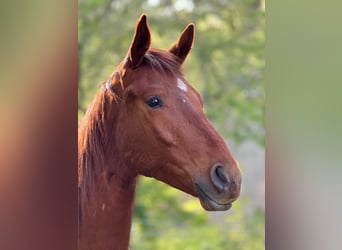 Deutsches Sportpferd, Hengst, 2 Jahre, 172 cm, Fuchs