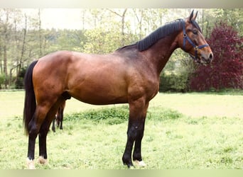 Deutsches Sportpferd, Hengst, 2 Jahre, 175 cm, Brauner