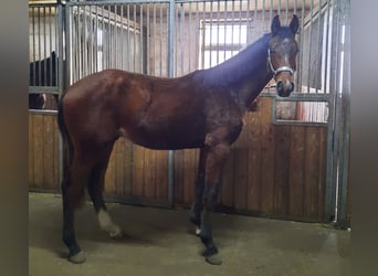 Deutsches Sportpferd, Hengst, 2 Jahre, 175 cm, Brauner