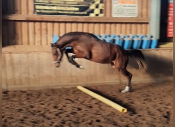 Deutsches Sportpferd, Hengst, 2 Jahre, 175 cm, Brauner