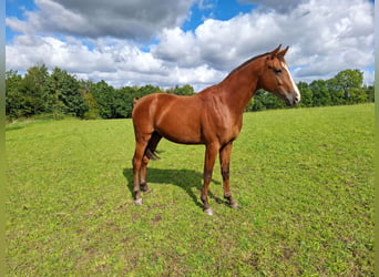 Deutsches Sportpferd, Hengst, 2 Jahre, Brauner