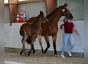 Deutsches Sportpferd, Hengst, 2 Jahre, Brauner