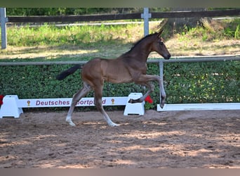 Deutsches Sportpferd, Hengst, 2 Jahre