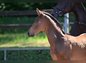 Deutsches Sportpferd, Hengst, 2 Jahre