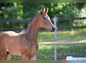 Deutsches Sportpferd, Hengst, 2 Jahre