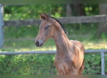 Deutsches Sportpferd, Hengst, 2 Jahre