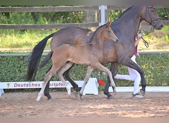 Deutsches Sportpferd, Hengst, 2 Jahre