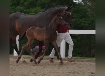 Deutsches Sportpferd, Hengst, 2 Jahre, Dunkelbrauner