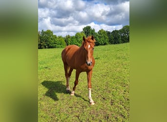 Deutsches Sportpferd, Hengst, 2 Jahre, Fuchs