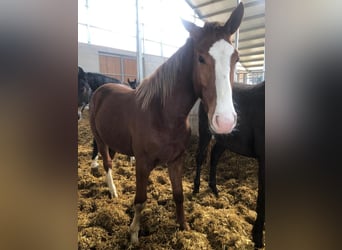Deutsches Sportpferd, Hengst, 2 Jahre, Fuchs
