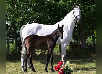 Deutsches Sportpferd, Hengst, 2 Jahre, Rappschimmel