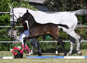 Deutsches Sportpferd, Hengst, 2 Jahre, Rappschimmel