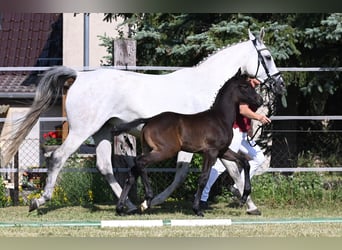 Deutsches Sportpferd, Hengst, 2 Jahre, Rappschimmel