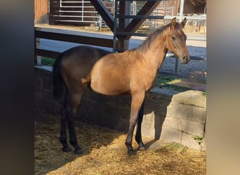 Deutsches Sportpferd, Hengst, 2 Jahre, Schimmel
