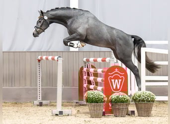 Deutsches Sportpferd, Hengst, 2 Jahre, Schimmel