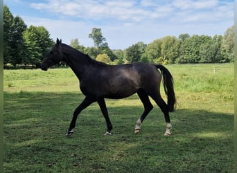 Deutsches Sportpferd, Hengst, 2 Jahre, Schimmel