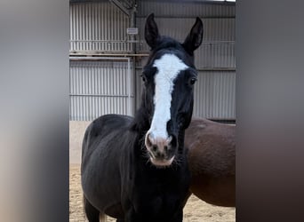 Deutsches Sportpferd, Hengst, 2 Jahre, Schwarzbrauner