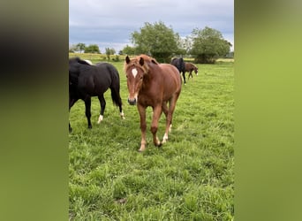 Deutsches Sportpferd Mix, Hengst, 3 Jahre, 150 cm, Fuchs