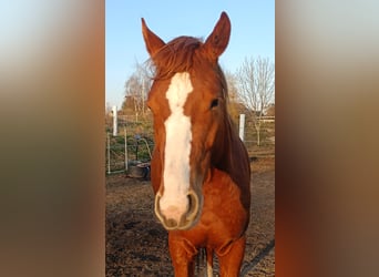 Deutsches Sportpferd, Hengst, 3 Jahre, 150 cm, Fuchs