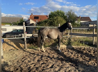 Deutsches Sportpferd, Hengst, 3 Jahre, 162 cm, Apfelschimmel