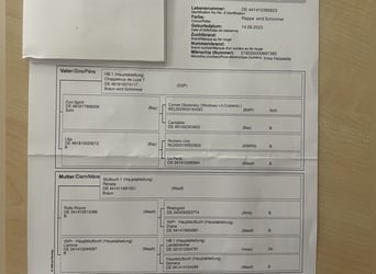 Deutsches Sportpferd, Hengst, 3 Jahre, 163 cm, Schimmel