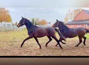 Deutsches Sportpferd, Hengst, 3 Jahre, 165 cm, Dunkelbrauner