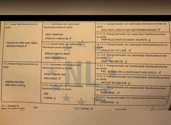 Deutsches Sportpferd, Hengst, 3 Jahre, 165 cm, Dunkelbrauner