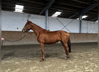 Deutsches Sportpferd, Hengst, 3 Jahre, 165 cm, Fuchs