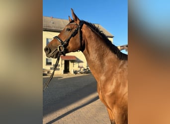 Deutsches Sportpferd, Hengst, 3 Jahre, 166 cm, Brauner