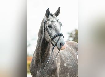 Deutsches Sportpferd, Hengst, 3 Jahre, 166 cm, Champagne