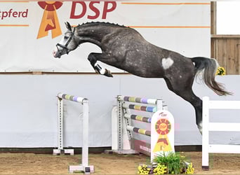 Deutsches Sportpferd, Hengst, 3 Jahre, 166 cm, Champagne