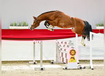 Deutsches Sportpferd, Hengst, 3 Jahre, 167 cm, Brauner