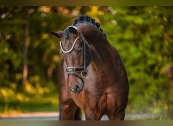 Deutsches Sportpferd, Hengst, 3 Jahre, 167 cm, Dunkelbrauner
