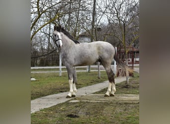 Deutsches Sportpferd, Hengst, 3 Jahre, 167 cm, Falbe