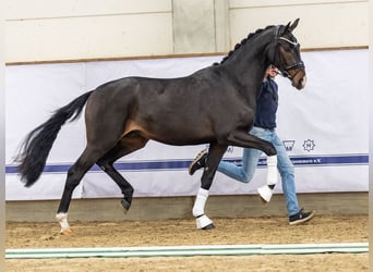 Deutsches Sportpferd, Hengst, 3 Jahre, 167 cm, Schwarzbrauner