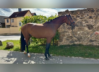 Deutsches Sportpferd, Hengst, 3 Jahre, 168 cm, Brauner