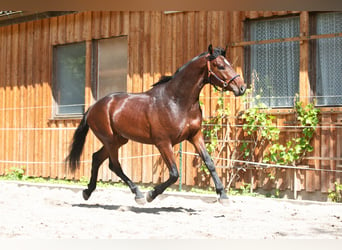 Deutsches Sportpferd, Hengst, 3 Jahre, 168 cm, Brauner