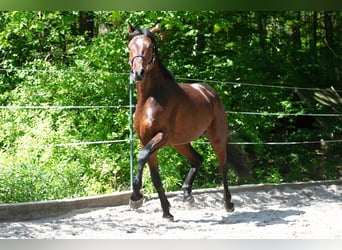 Deutsches Sportpferd, Hengst, 3 Jahre, 168 cm, Brauner