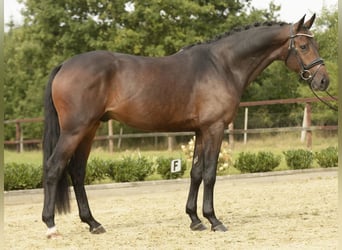 Deutsches Sportpferd, Hengst, 3 Jahre, 168 cm, Dunkelbrauner Deutsches Sportpferd, Hengst, 3 Jahre, 168 cm, Dunkelbrauner