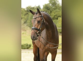 Deutsches Sportpferd, Hengst, 3 Jahre, 168 cm, Dunkelbrauner Deutsches Sportpferd, Hengst, 3 Jahre, 168 cm, Dunkelbrauner