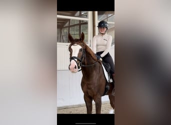 Deutsches Sportpferd, Hengst, 3 Jahre, 168 cm, Fuchs