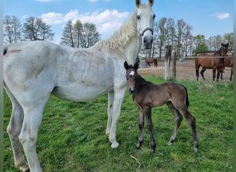 Deutsches Sportpferd, Hengst, 3 Jahre, 168 cm, Rappschimmel