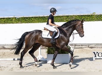 Deutsches Sportpferd, Hengst, 3 Jahre, 168 cm, Rotbrauner