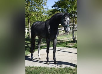 Deutsches Sportpferd, Hengst, 3 Jahre, 169 cm, Schimmel