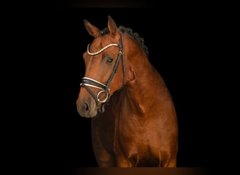Deutsches Sportpferd, Hengst, 3 Jahre, 170 cm, Dunkelbrauner